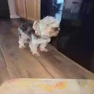 lost male dog bently