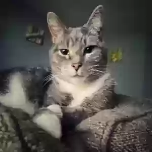 lost female cat chloe