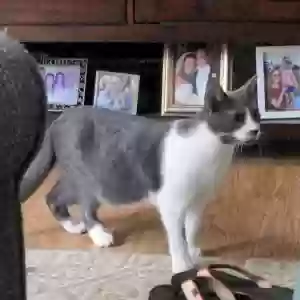 lost male cat dorian or mr. pibb