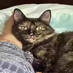lost female cat pinkie