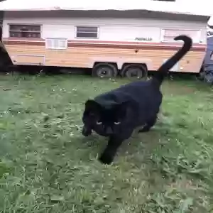 lost female cat ninja
