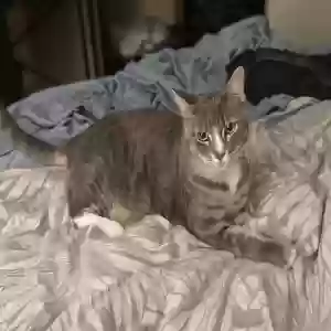 lost female cat girly