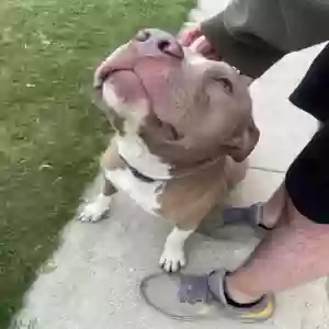 found male dog unknown