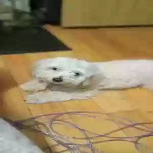 lost male dog benji