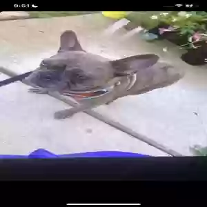 lost female dog stella