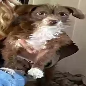 found female dog unknown