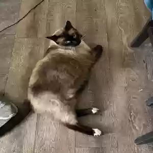 lost male cat larry