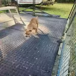found female dog unknown
