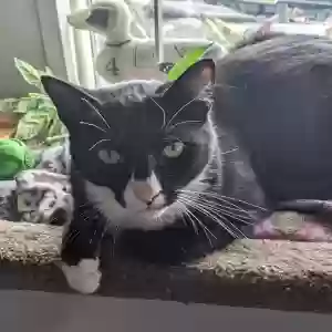 lost male cat jimbo