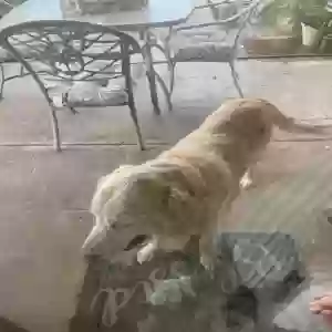 found male dog unknown