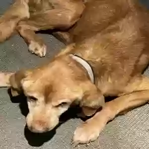 found unknown dog unknown