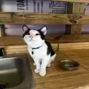 lost male cat pistachio