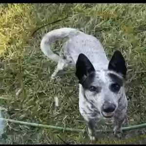 lost female dog sussie