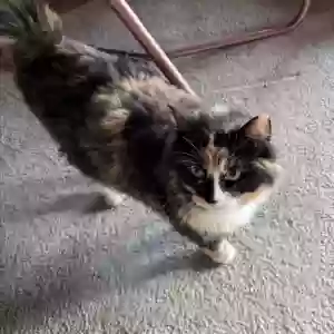lost female cat hua