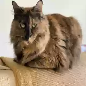 lost female cat clover