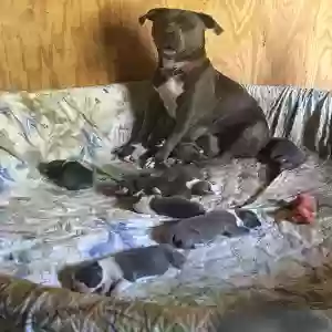 lost female dog unknown