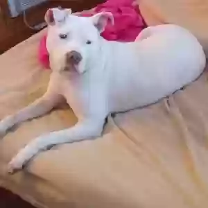 lost female dog layla