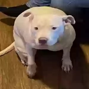 lost female dog layla