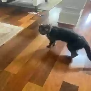 lost male cat xander