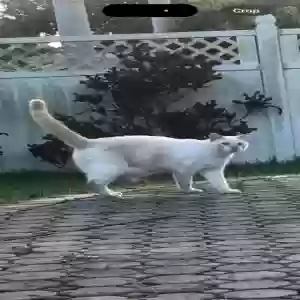 lost male cat berry