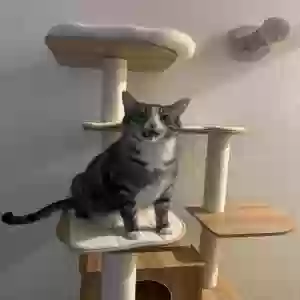 lost male cat flash