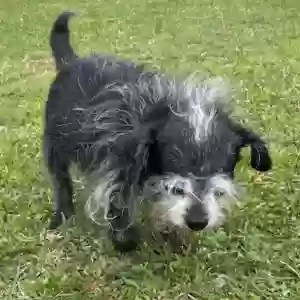 lost female dog peanut