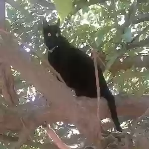 lost male cat logan