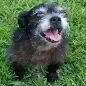 lost female dog peanut