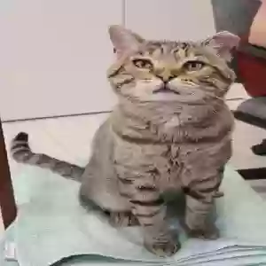 lost male cat lucy