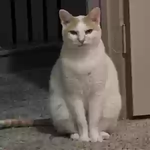 lost male cat mino