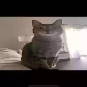 lost male cat marlo