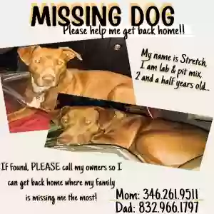lost male dog stretch