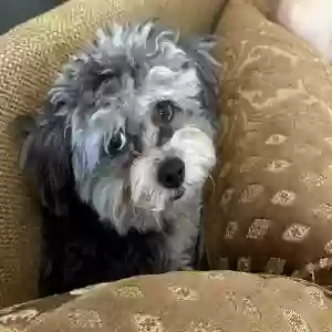 lost male dog midnight