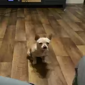 lost female dog bean