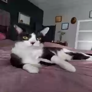 lost male cat charlie