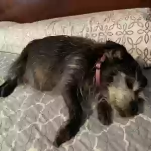 lost female dog peanut