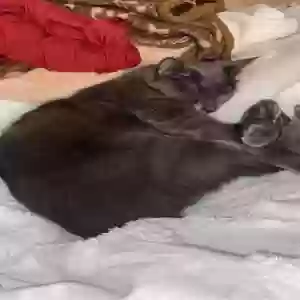 lost male cat louis