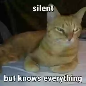 lost male cat sterling