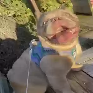 lost female dog barbie