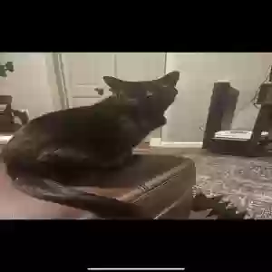 lost female cat kitty