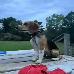 lost female dog dixie