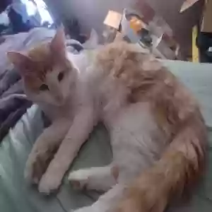 lost male cat sneaky