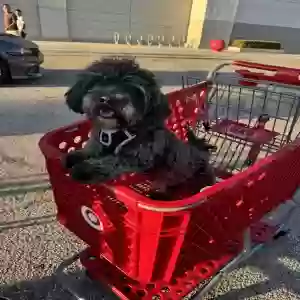 lost male dog onyx