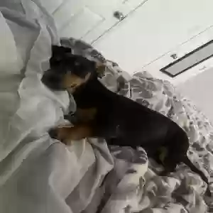 lost male dog boy