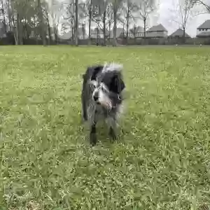lost female dog peanut