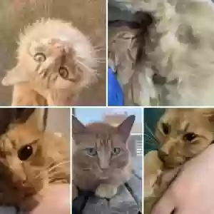 lost male cat gingi