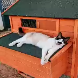 lost male cat mustachio