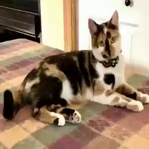 lost female cat mishka