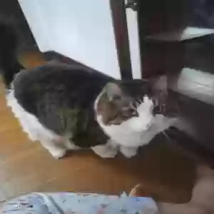 lost male cat bo
