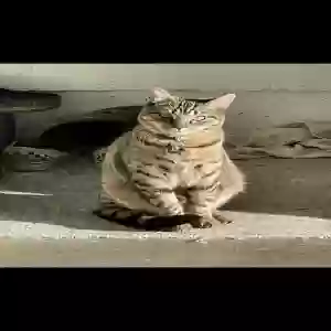 lost male cat simba
